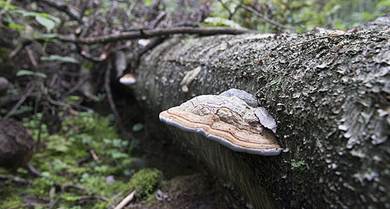 Kääpä lahopuulla